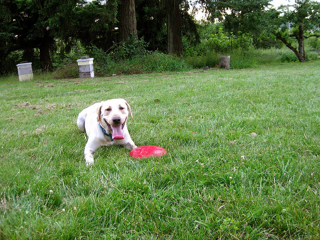 A dog lying in the grass beside a red frisbee.