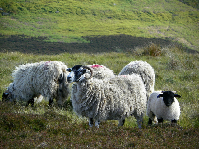 Sheep grazing in a field.